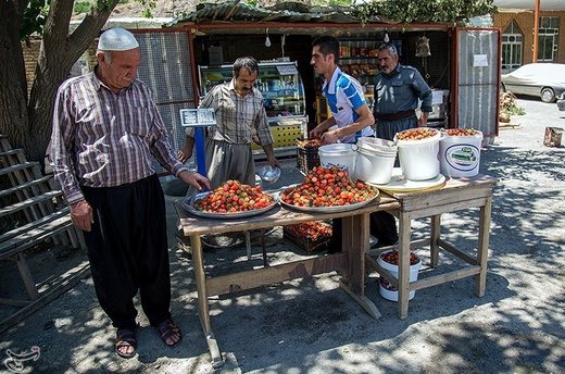 برداشت توت فرنگی از مزارع کردستان