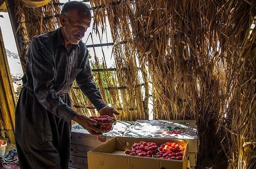 برداشت توت فرنگی از مزارع کردستان