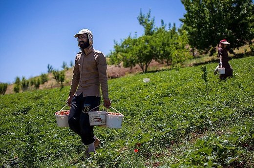 برداشت توت فرنگی از مزارع کردستان