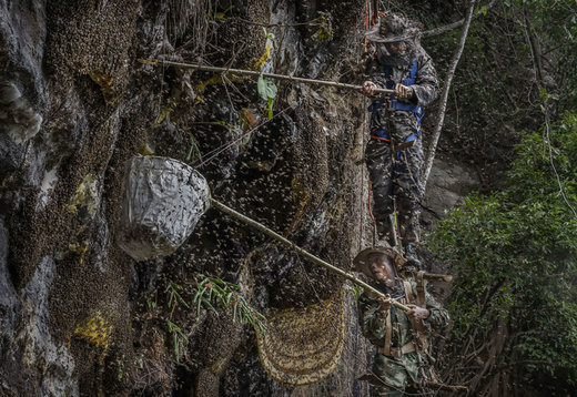 شکار عسل از مناطق کوهستانی استان یون‌نان چین