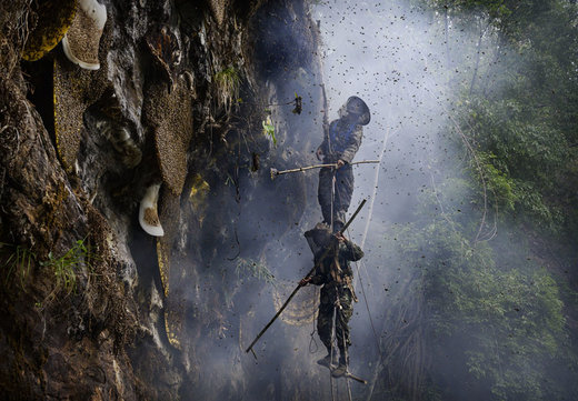 شکار عسل از مناطق کوهستانی استان یون‌نان چین