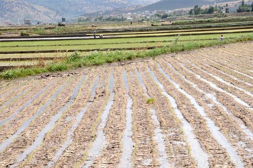 آتش بی‌آبی در شالیزاران رستم‌آباد گیلان