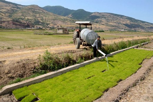 آتش بی‌آبی در شالیزاران رستم‌آباد گیلان