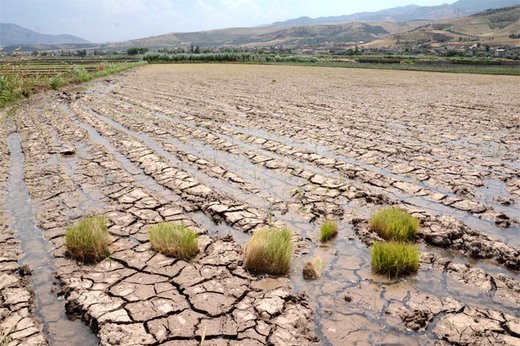 آتش بی‌آبی در شالیزاران رستم‌آباد گیلان