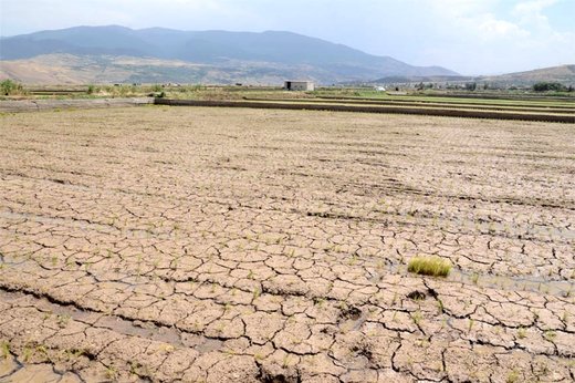 آتش بی‌آبی در شالیزاران رستم‌آباد گیلان