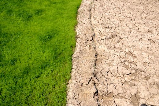 آتش بی‌آبی در شالیزاران رستم‌آباد گیلان
