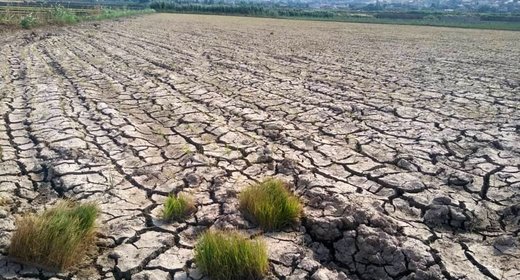 آتش بی‌آبی در شالیزاران رستم‌آباد گیلان