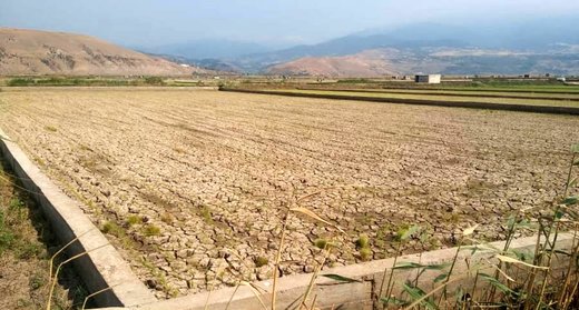 آتش بی‌آبی در شالیزاران رستم‌آباد گیلان