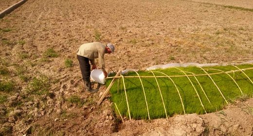 آتش بی‌آبی در شالیزاران رستم‌آباد گیلان