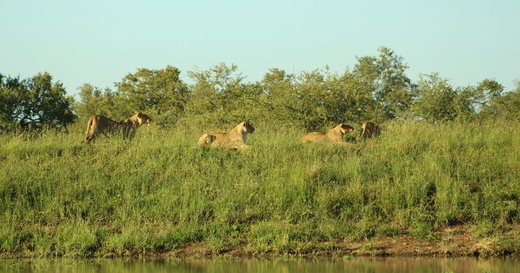 رویارویی کل یالدار با شیرها در پارک ملی کروگر