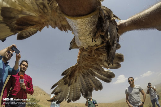 رهاسازی گونه‌های جانوری در پارک ملی خجیر