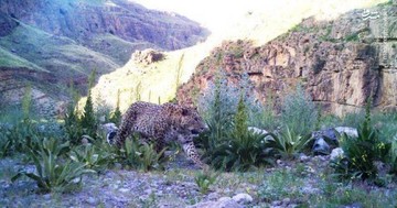 عکس | جولان پلنگ ایرانی در طبیعت خراسان