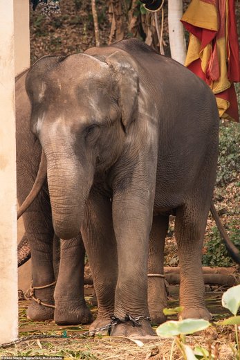 فیل‌های تایلند