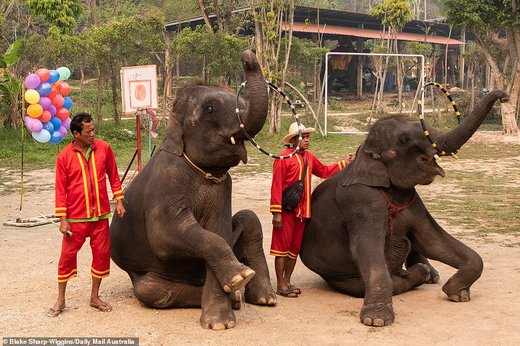 فیل‌های تایلند