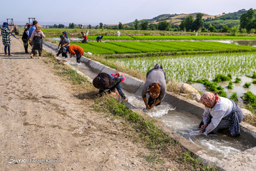 نشاء برنج در گلستان
