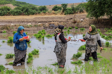 نشاء برنج در گلستان
