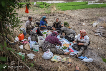 نشاء برنج در گلستان