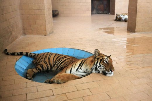 آب‌تنی ببر داخل استخر در یکی از قفس‌های یک باغ وحش در شهر لاهور پاکستان در آب و هوای گرم و مرطوب