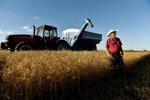 یک کشاورز به هنگام برداشت گندم در شهر کرن ایالت اکلاهما آمریکا برای خانواده‍‌اش غذا آورده است