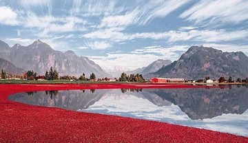 تصاویر | سواحل قرمزرنگ؛ عکس‌هایی باورنکردنی از زیبایی‌های زغال اخته!