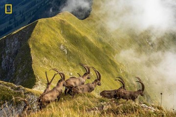 برندگان مسابقه عکاسی نشنال جئوگرافیک ۲۰۱۹
