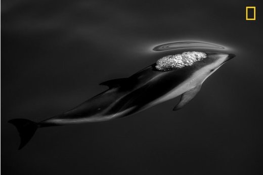 شنای دلفین در Kaikoura نیوزیلند، برنده سوم مسابقه عکاسی نشنال جئوگرافیک ۲۰۱۹ در بخش طبیعت