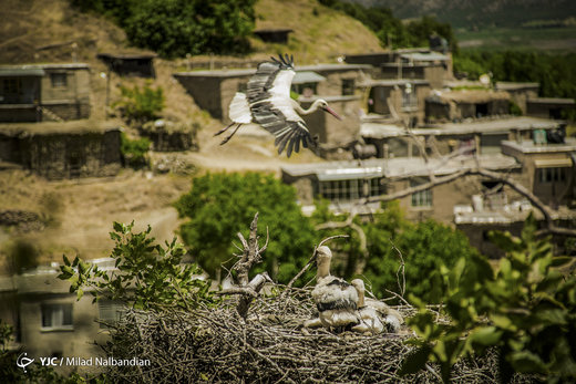 لک‌لک‌های سفید در کردستان