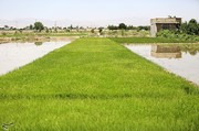 تصاویر | کاشت برنج در مبارکه اصفهان