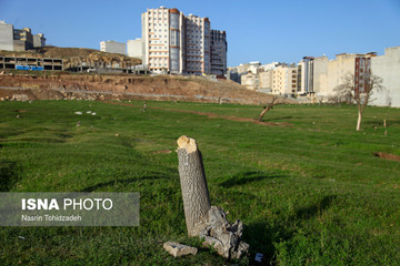 هجوم زمین‌خواران بر درختان سراب قنبر کرمانشاه