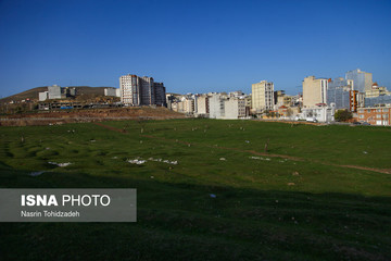 هجوم زمین‌خواران بر درختان سراب قنبر کرمانشاه