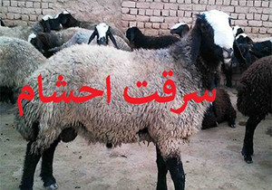 دستگیری سارق ۵۷ راس دام در دورود 