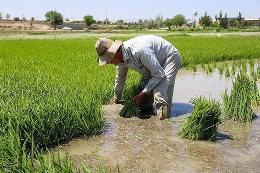 نشاء کاری در مبارکه اصفهان