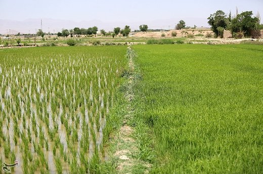 نشاء کاری در مبارکه اصفهان