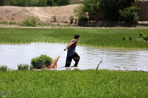 نشاء کاری در مبارکه اصفهان