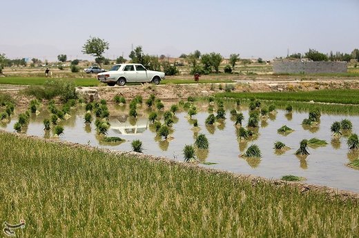 نشاء کاری در مبارکه اصفهان