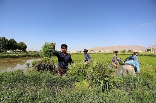 نشاء کاری در مبارکه اصفهان