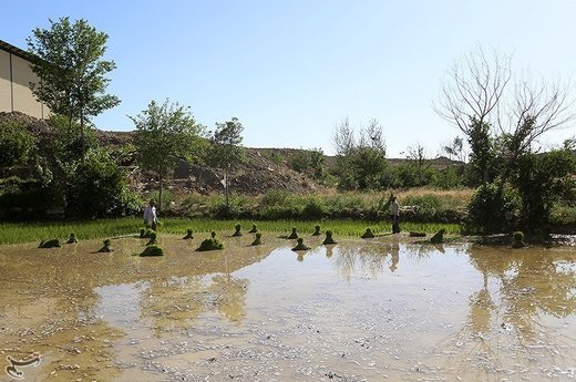 نشاء کاری در مبارکه اصفهان