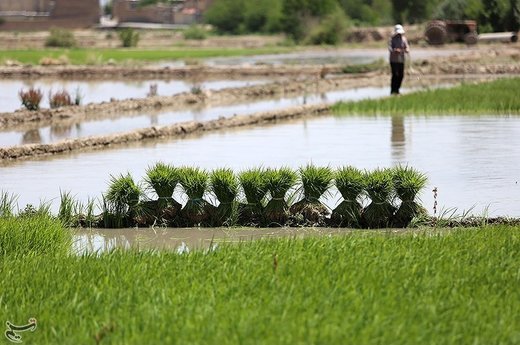 نشاء کاری در مبارکه اصفهان