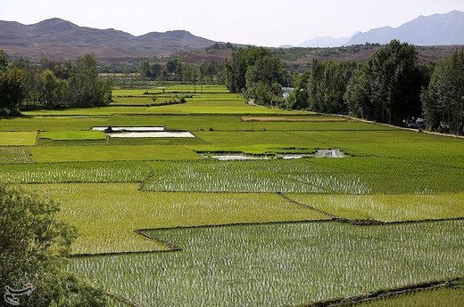 نشاء کاری در مبارکه اصفهان