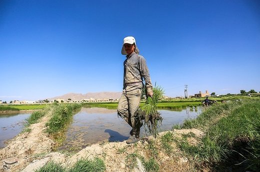 نشاء کاری در مبارکه اصفهان