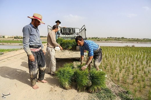 نشاء کاری در مبارکه اصفهان
