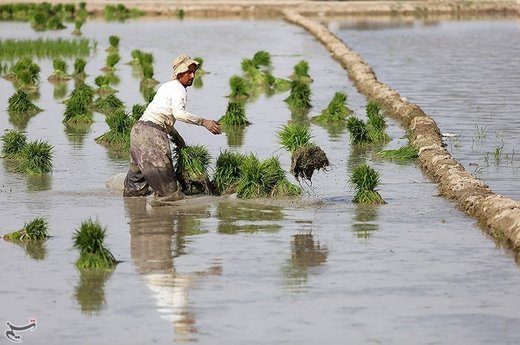 نشاء کاری در مبارکه اصفهان