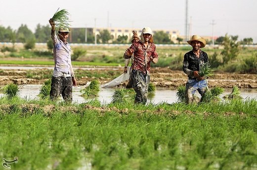 نشاء کاری در مبارکه اصفهان