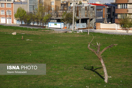 هجوم زمین‌خواران بر درختان سراب قنبر کرمانشاه