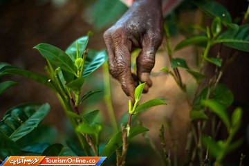 درآمد باورنکردنی سریلانکا از تولید چای