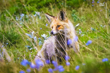 عکس | روباه ایرانی