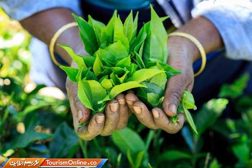 درآمد باورنکردنی سریلانکا از تولید چای