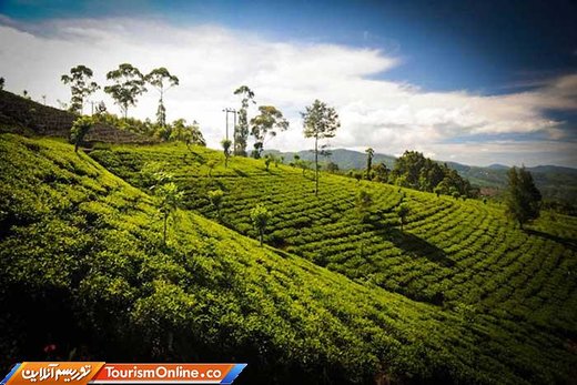 درآمد باورنکردنی سریلانکا از تولید چای