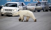 پرسه خرس قطبی گرسنه در منطقه مسکونی سیبری/ عکس