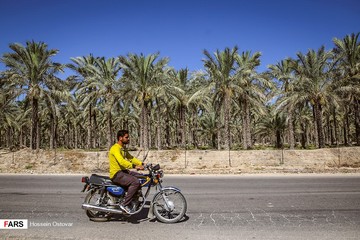 آرایش نخل‌های دشتستان